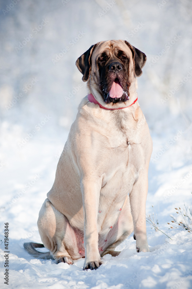 english mastiff huge dog portrait english mastiff huge dog portrait