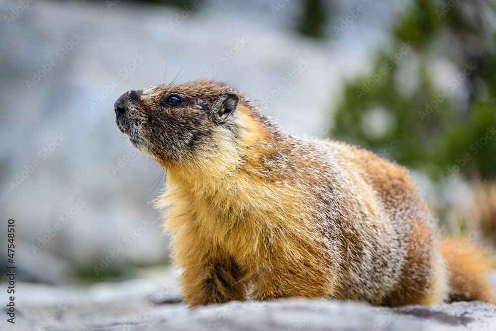 Yellow bellied marmot, Sequoia National Park Yellow bellied marmot, Sequoia National Park