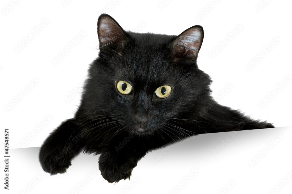black Cat with white banner black Cat with white banner