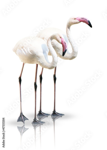 Flamingo - Paar