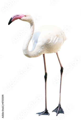 Flamingo auf weißem Hintergrund