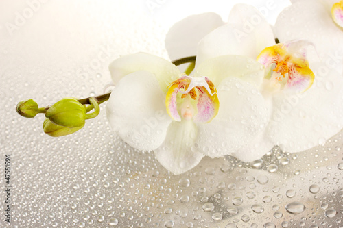 Fototapeta Naklejka Na Ścianę i Meble -  white beautiful orchid with drops