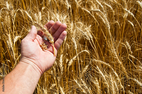 Farmer Holding Wheat in Field