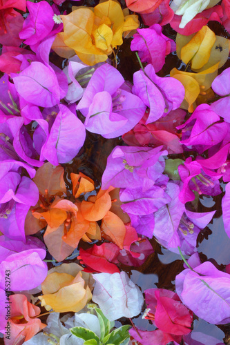 Floating bougainvillea