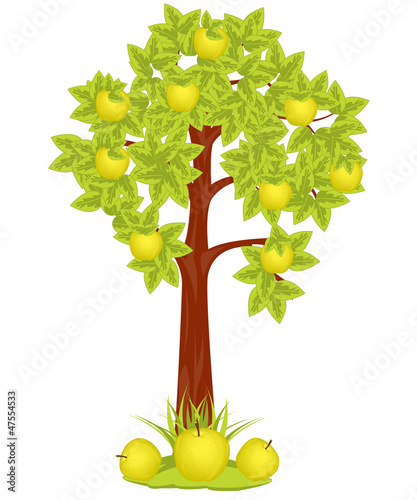 Apple Tree