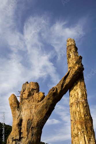 Fossil tree photo