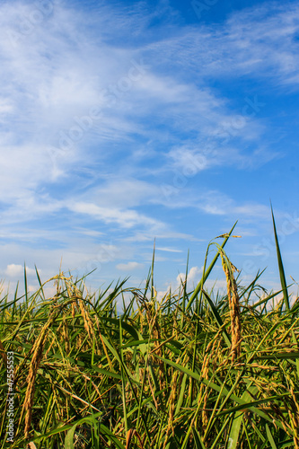 Golden fields blue skies