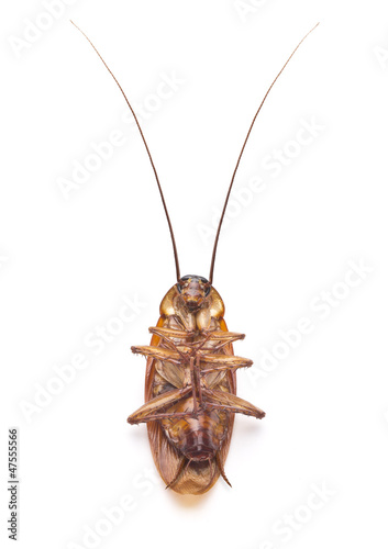 Dead cockroach isolated on a white background.