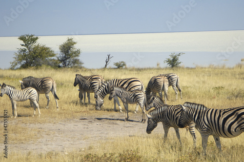 wild zebras walking through the grasslands