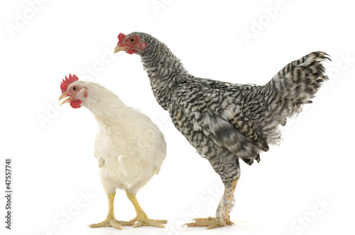 funny hen and rooster