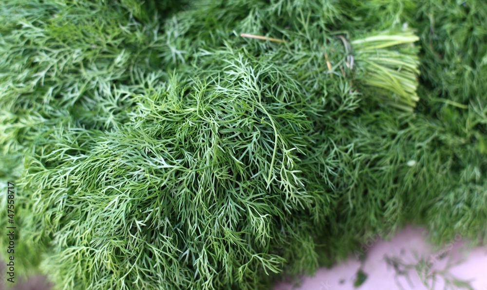Fresh Dill Fresh Dill
