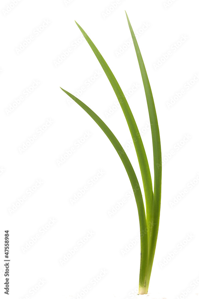 Green grass leaf isolated on white