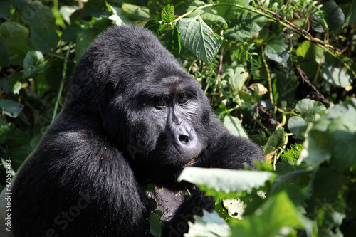 Silverback gorilla- Uganda © Alexander