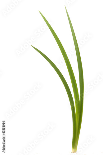 Green grass leaf isolated on white