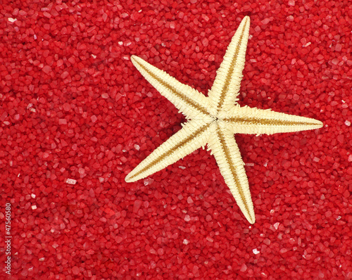 starfish in red sand