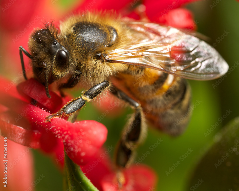 Fototapeta premium a bee on a grevillea flower