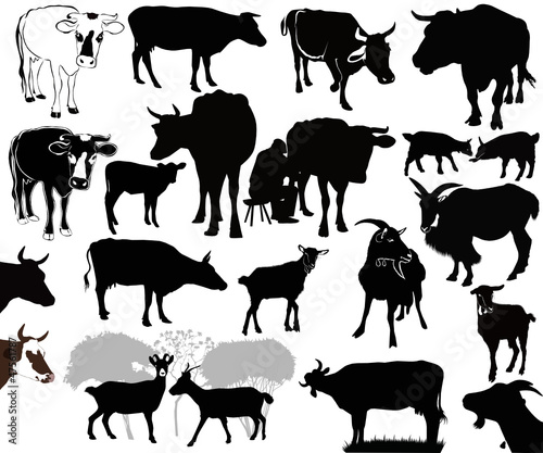 Cow  goat animals calf isolated white background vector