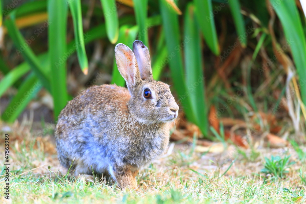 Fototapeta premium European Rabbit (Oryctolagus cuniculus)