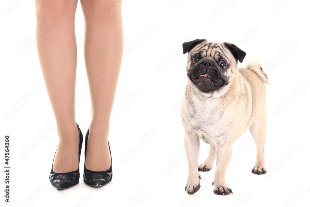 Obraz premium cute pug dog and female legs