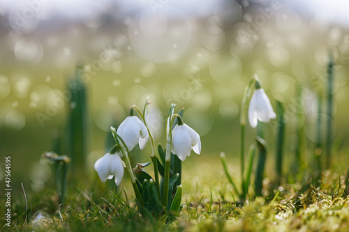 snowdrop flower in nature with dew drops