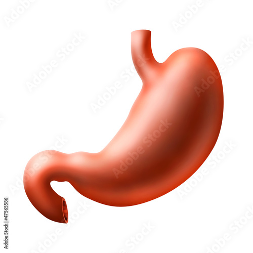 An illustration of human stomach photo