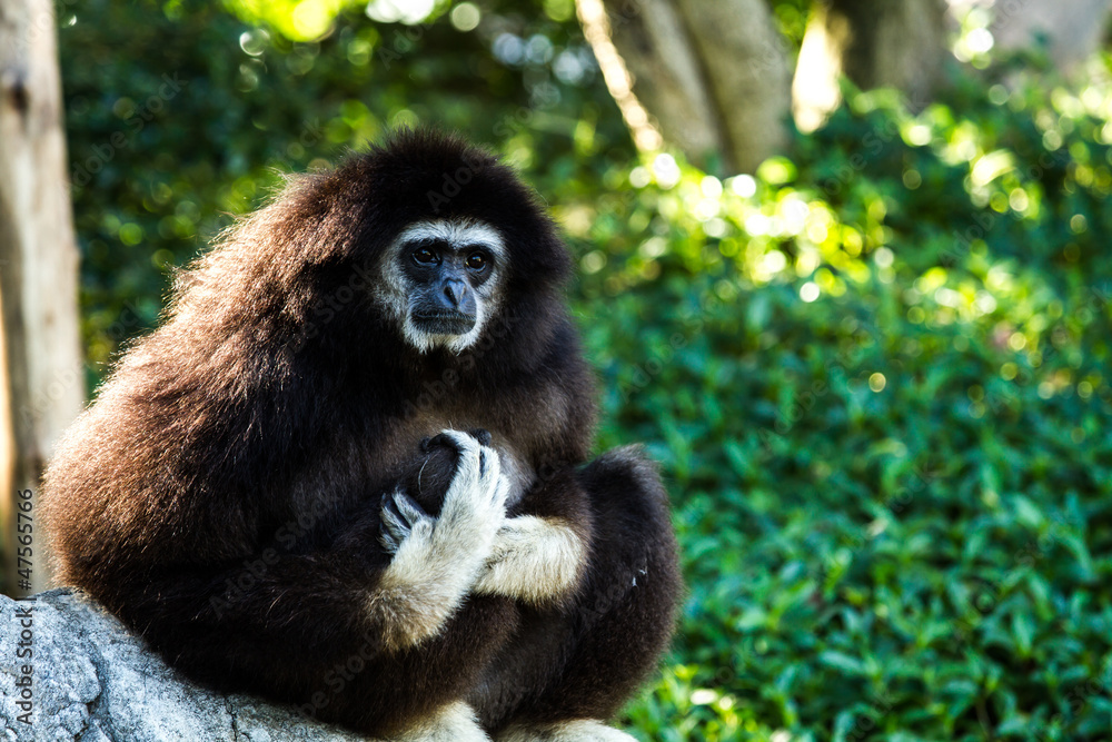 gibbon in chiangmai zoo chiangmai Thailand gibbon in chiangmai zoo chiangmai Thailand