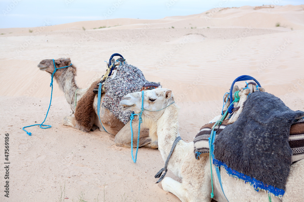 Fototapeta premium Camels dromedaries at rest in Sahara desert