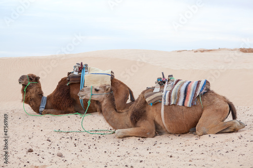 Resting camels dromedaries in Sahara desert