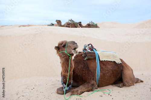 One camel dromedary at rest in Sahara desert