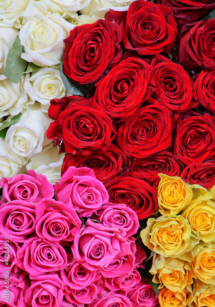 Obraz premium roses bouquets