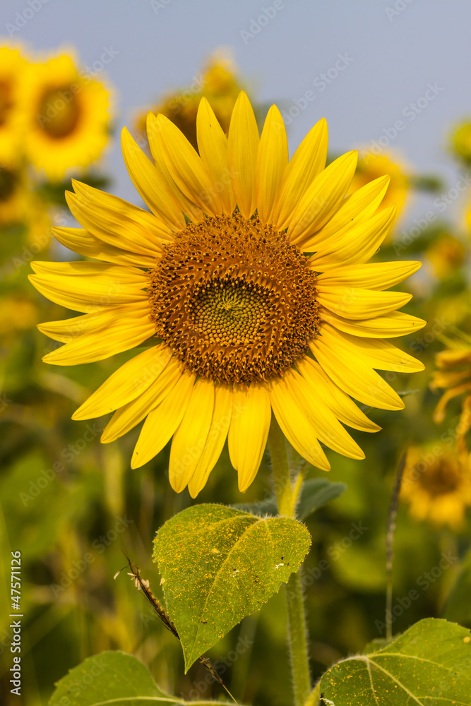 Fototapeta premium Sunflower