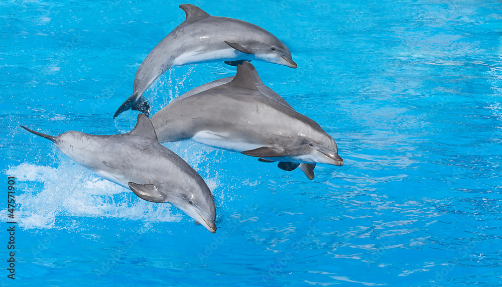 Naklejka premium Bottlenose dolphin