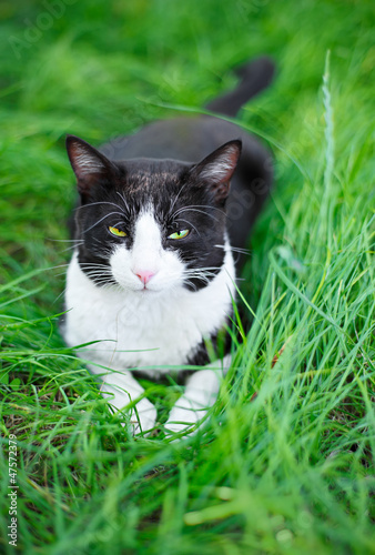 Cute black cat lying on green grass lawn © HamsterMan
