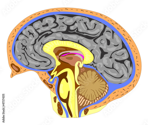 Anatomy of the brain (side view)
