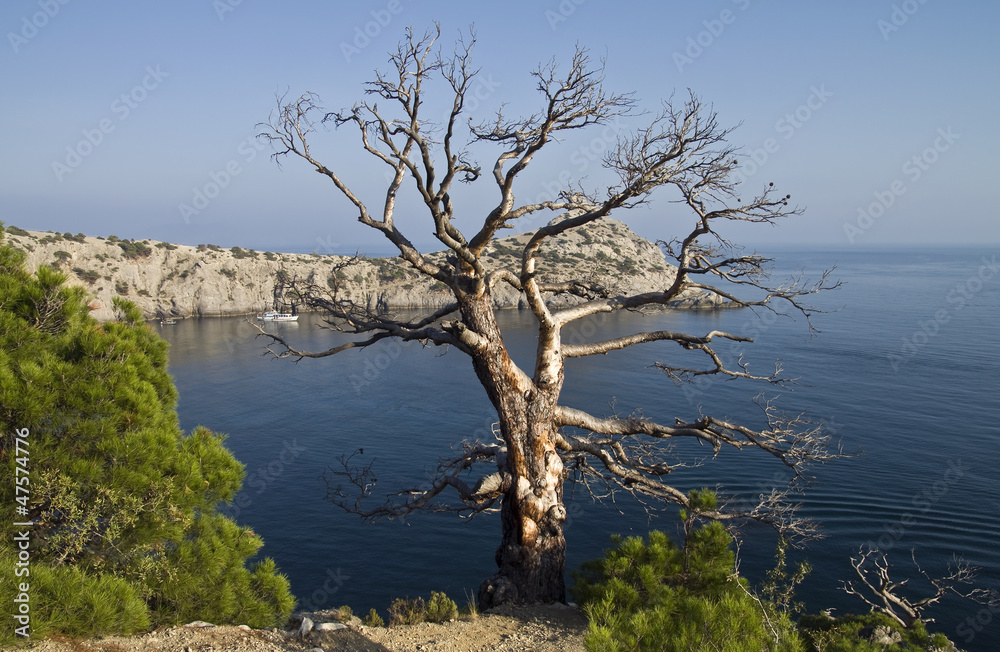 Dead pine over the sea.