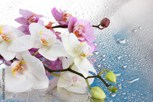 Fototapeta Naklejka Na Ścianę i Meble -  pink and white beautiful orchids with drops on blue background