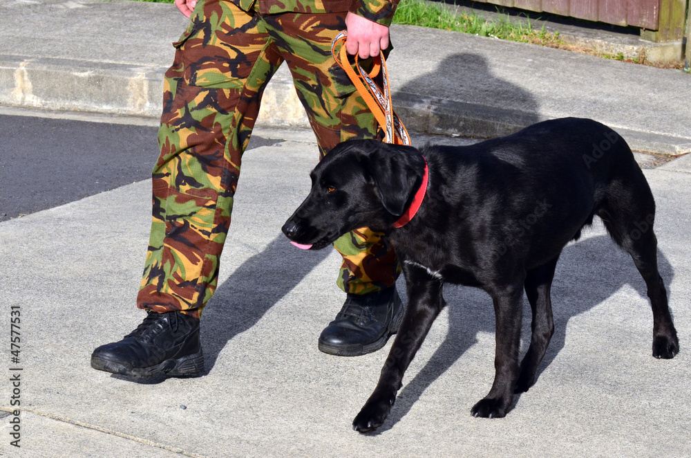Military Dog Military Dog