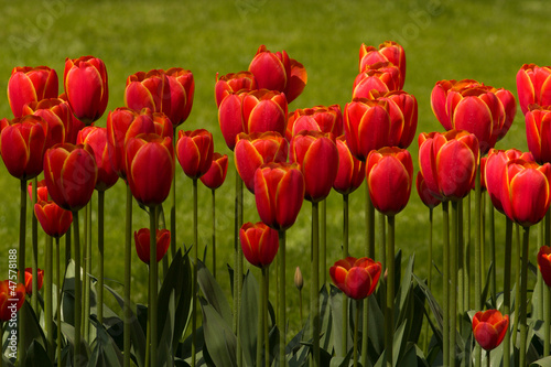 Red Tulips