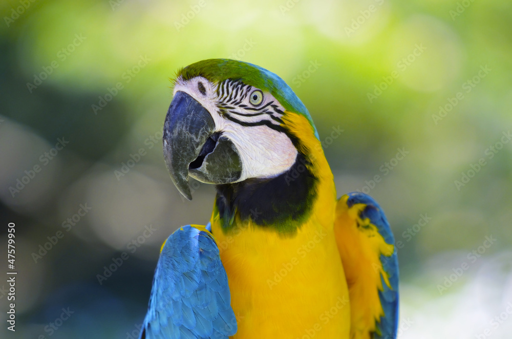 Fototapeta premium ルリコンゴウインコ
