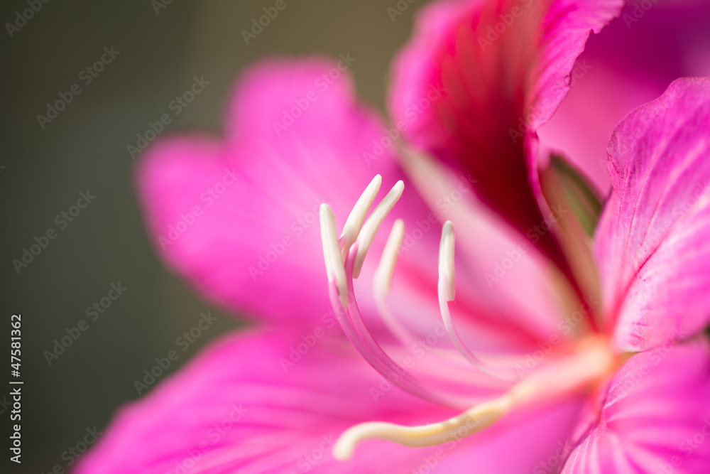 pistil pistil