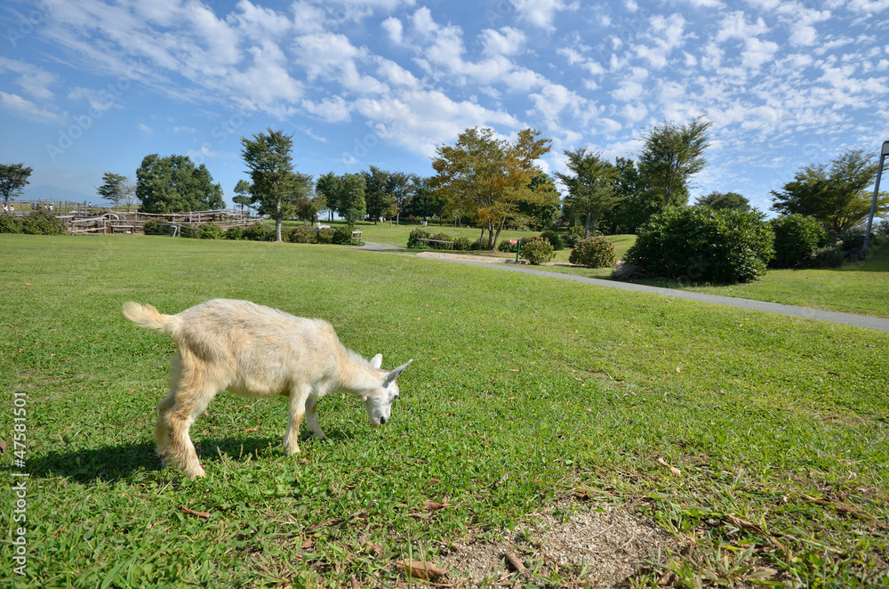 Fototapeta premium やぎのポートレート
