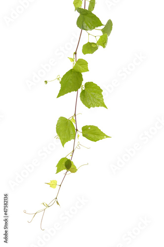 Isolated ivy leaves