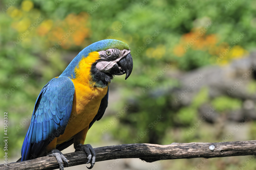 ルリコンゴウインコ ルリコンゴウインコ