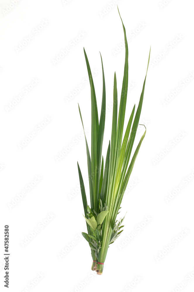 Green grass leaf isolated