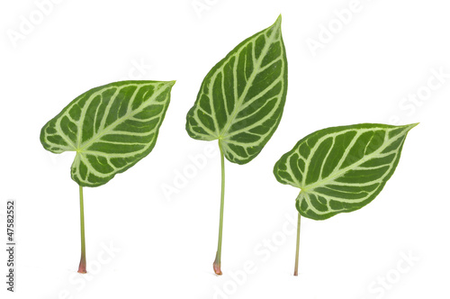 Three striped leaf texture