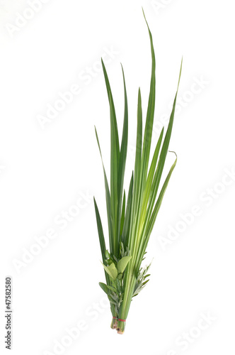 Green grass leaf isolated