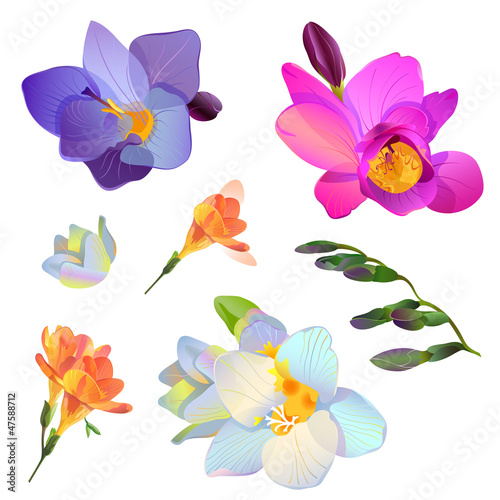 Vector freesia flowers and branches for your design