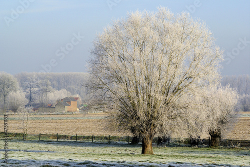Frozen tree in the countryside © wavybxl