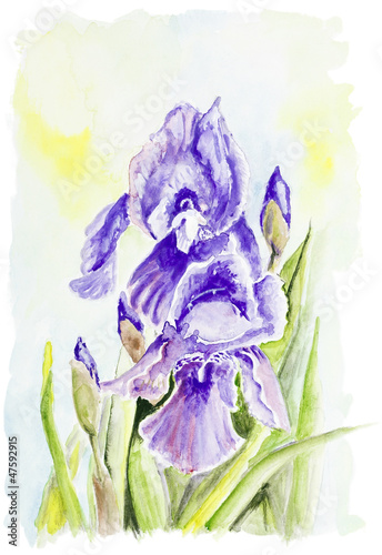 Irises blue spring flowers
