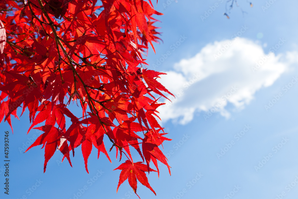 maple leaves maple leaves